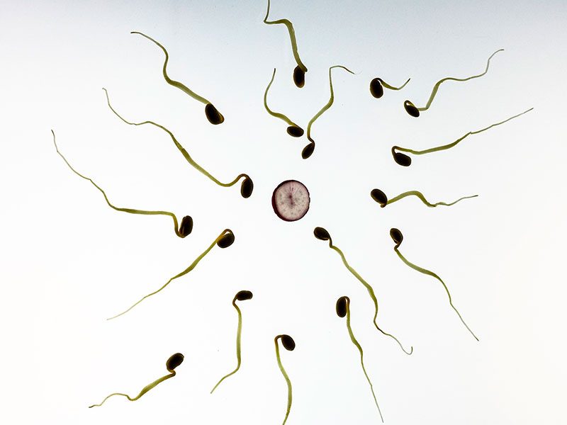 high-quality-sperm-1