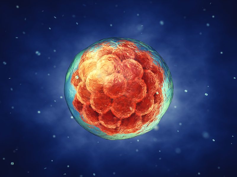 Embryogenesis