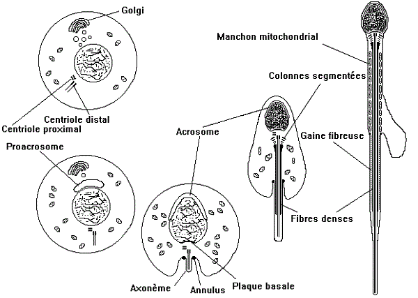 spermiogenese