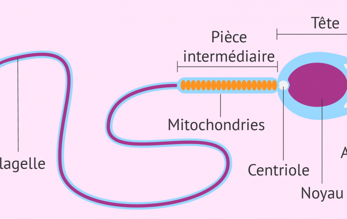 structure-du-spermatozoide