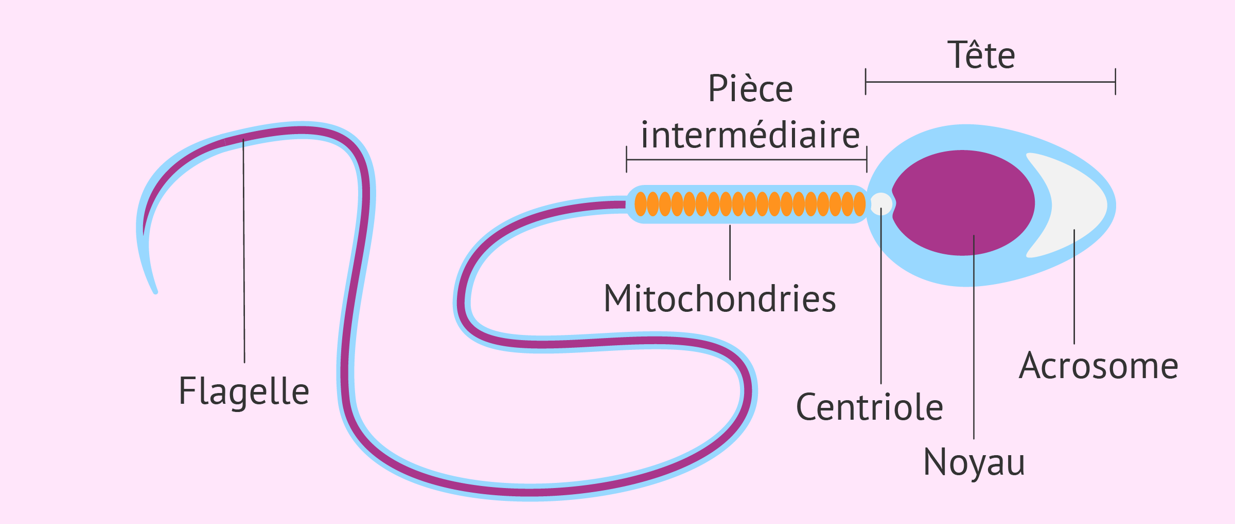 structure-du-spermatozoide